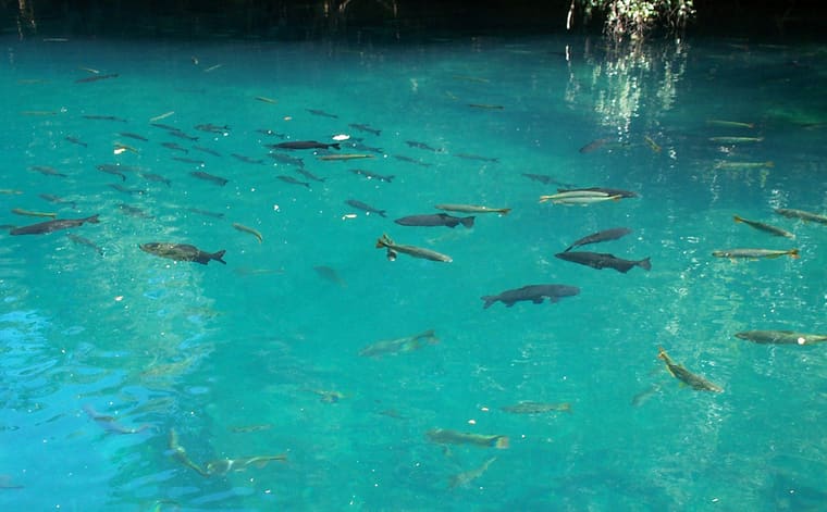 Foto de Flutuação no Rio da Prata