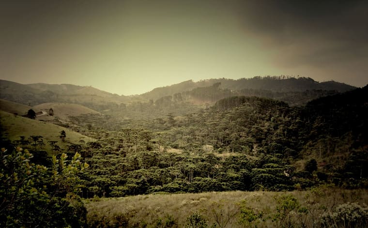 Foto de Parque Estadual de Campos do Jordão (Horto Florestal)