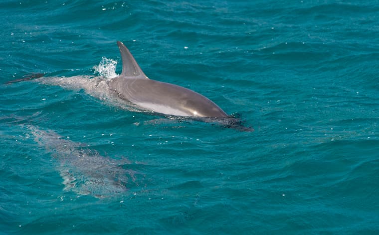 Foto de Baía dos Golfinhos