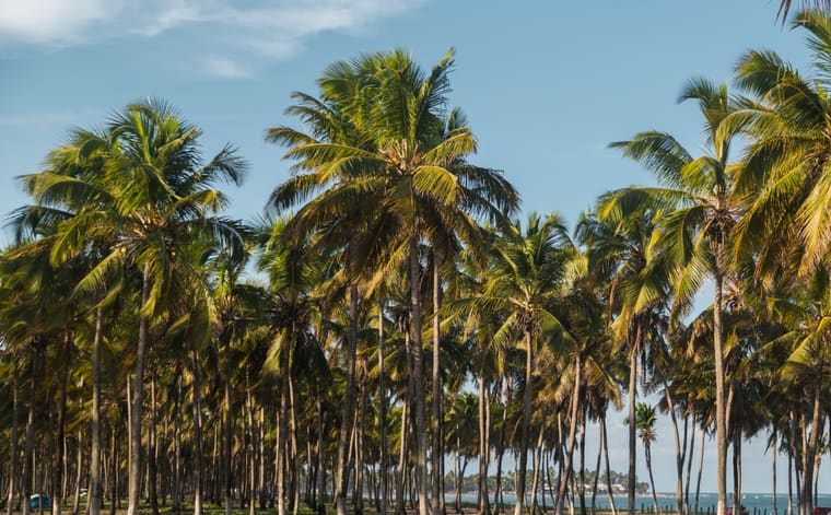 Foto de Praia de Maracaípe